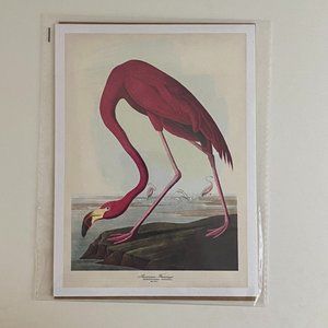 John Audubon Flamingo Print - 5x7